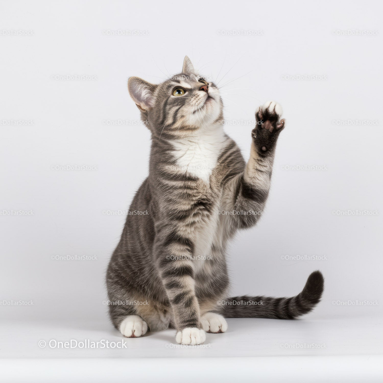 Curious tabby cat reaching up with paw on white