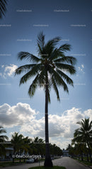 Tall Palm Tree in a Sunny Suburban Street Scene