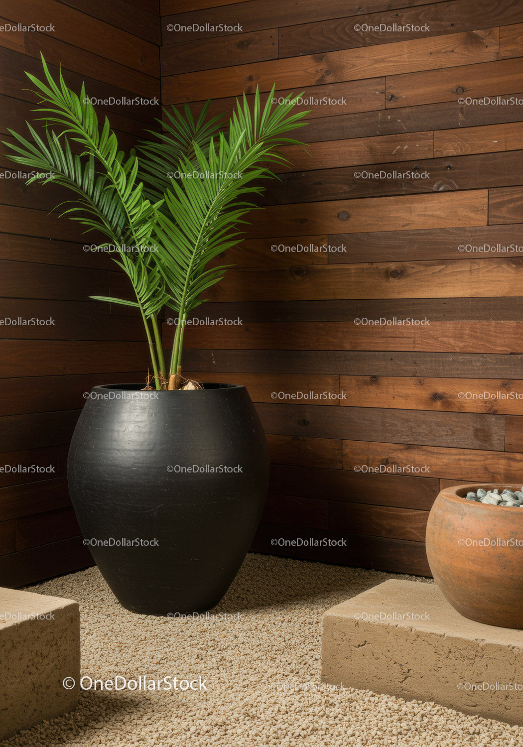 Indoor Large Potted Tropical Palms in Modern Wooden Interior