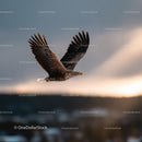 Majestic Bald Eagle in Flight Over Open Sky with Dramatic Lighting