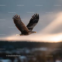 Majestic Bald Eagle in Flight Over Open Sky with Dramatic Lighting