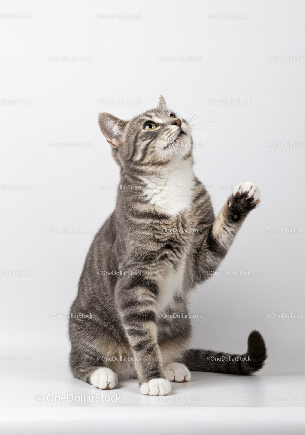 Tabby cat reaching paw while gazing upward