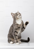 Tabby cat reaching paw while gazing upward