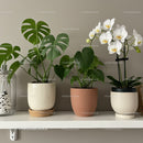 Elegant Indoor Plants with White Orchids and Heart-Shaped Foliage