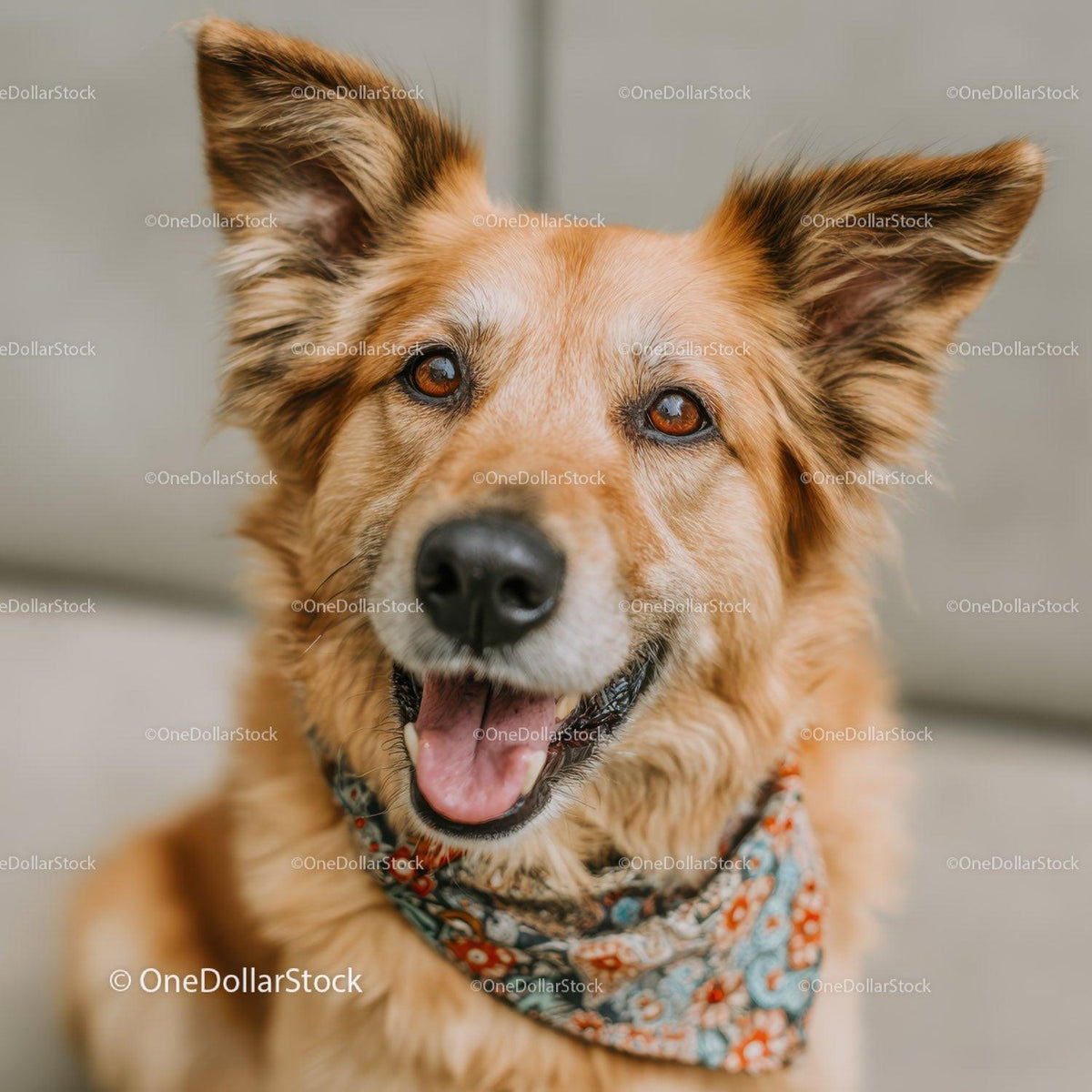Happy Golden Retriever Dog Wearing a Colorful Bandana