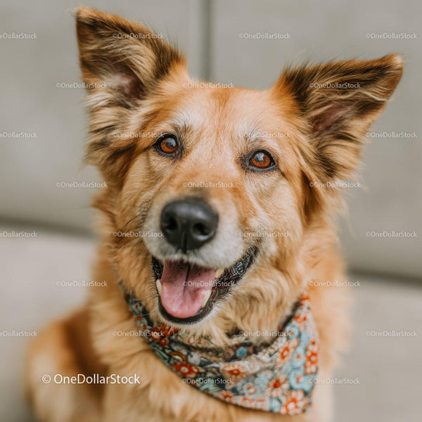 Szczęśliwy Golden Retriever w Kolorowej Bandanie