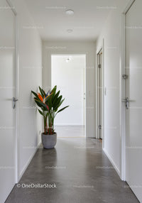 Modern Minimalist Hallway with Potted Tropical Plant and White Walls