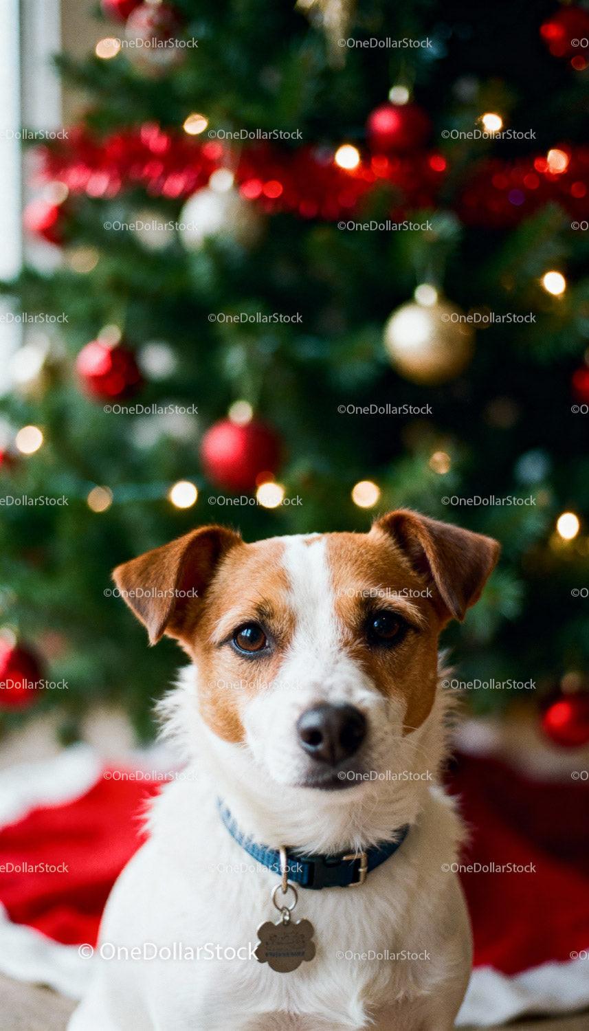 Cute dog sitting by a decorated Christmas tree indoors