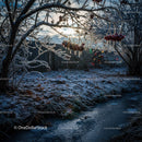 Frosty winter morning with icy branches and frozen stream