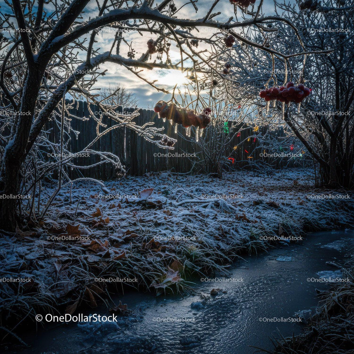 Frosty winter morning with icy branches and frozen stream