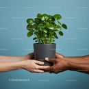 Two hands holding a green potted houseplant together