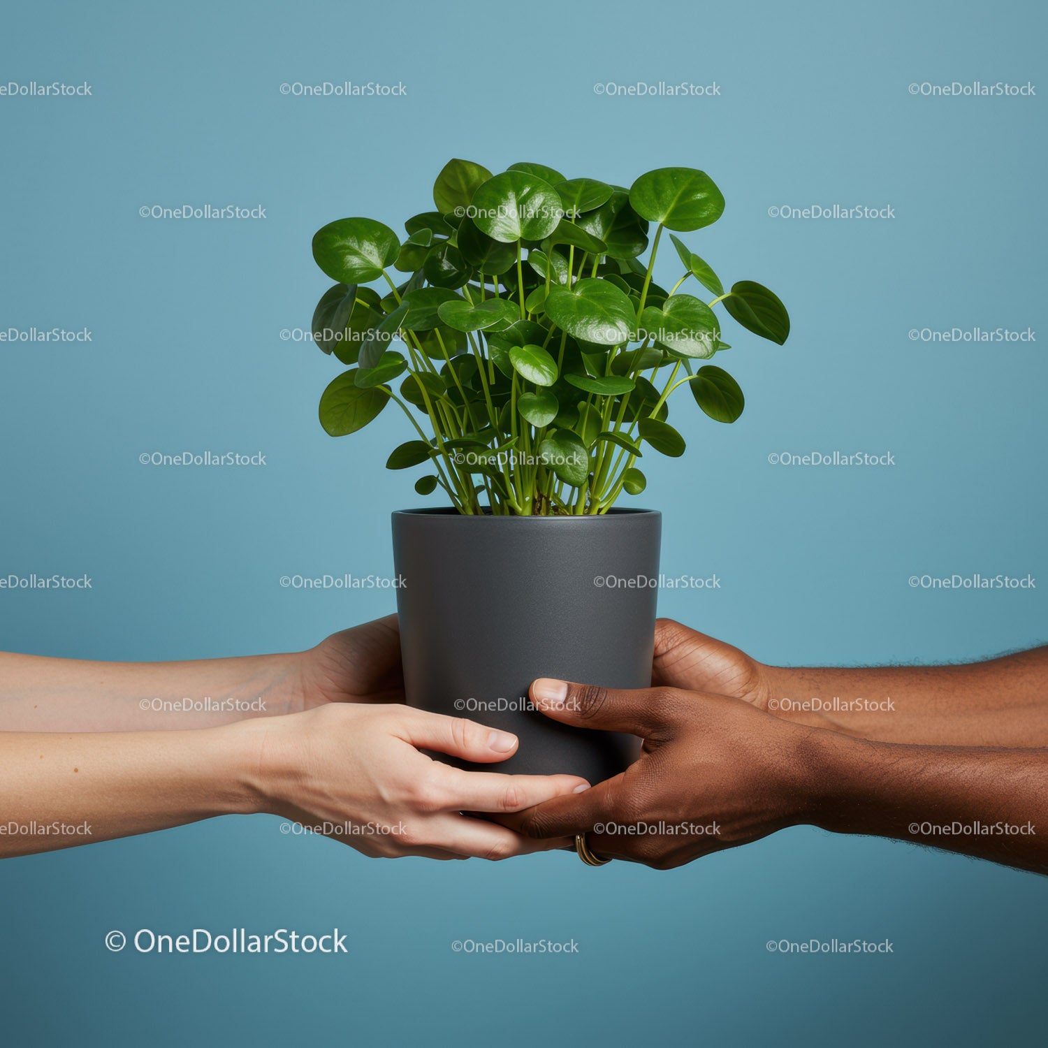 Two hands holding a green potted houseplant together