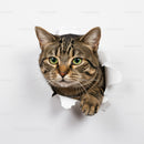 Curious tabby cat peeking through torn paper