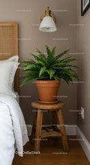 Green Fern in Terracotta Pot on Wooden Stool in Cozy Home Interior