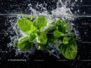 Fresh Green Basil Leaves Splashing in Water with Dynamic Motion