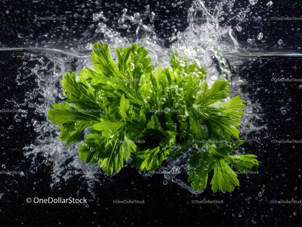 Fresh Green Parsley Splashing Water with Organic Herb