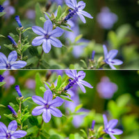 color grading preview with Flower Bloom LUT Pack