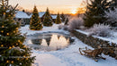 Winter Evening with Lit Christmas Trees Around Frozen Pond