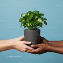Two pairs of hands sharing green potted plant