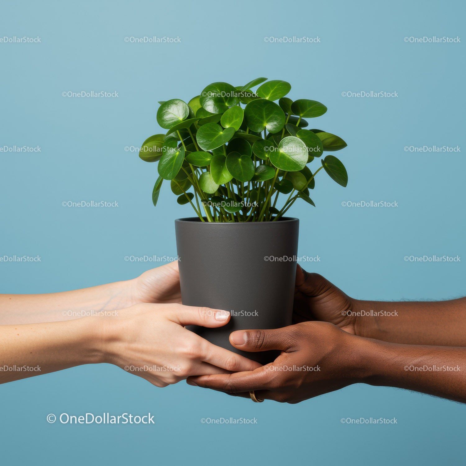 Two pairs of hands sharing green potted plant