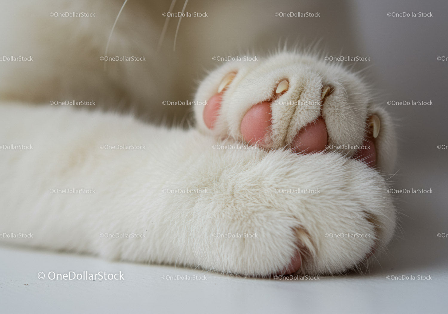 Close up of white cat paws showing soft pink pads