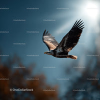 Majestic Eagle in Flight over Natural Wilderness Scene