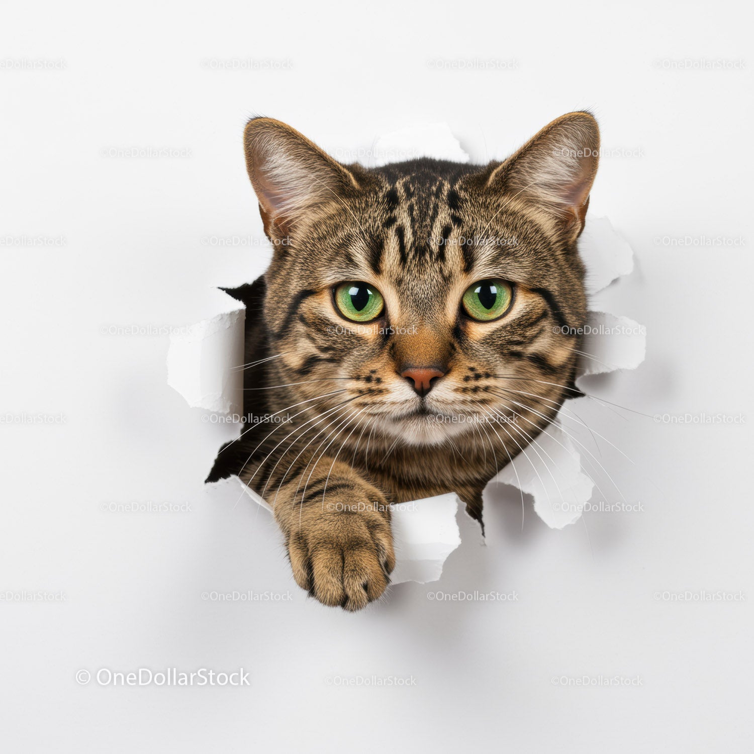 Curious tabby cat peeking through torn paper wall