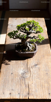 Miniature bonsai tree on rustic wooden table bathed in sunlight