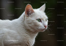 Close up of focused white cat with green eyes