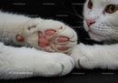 Close up of white cat paws with pink pads