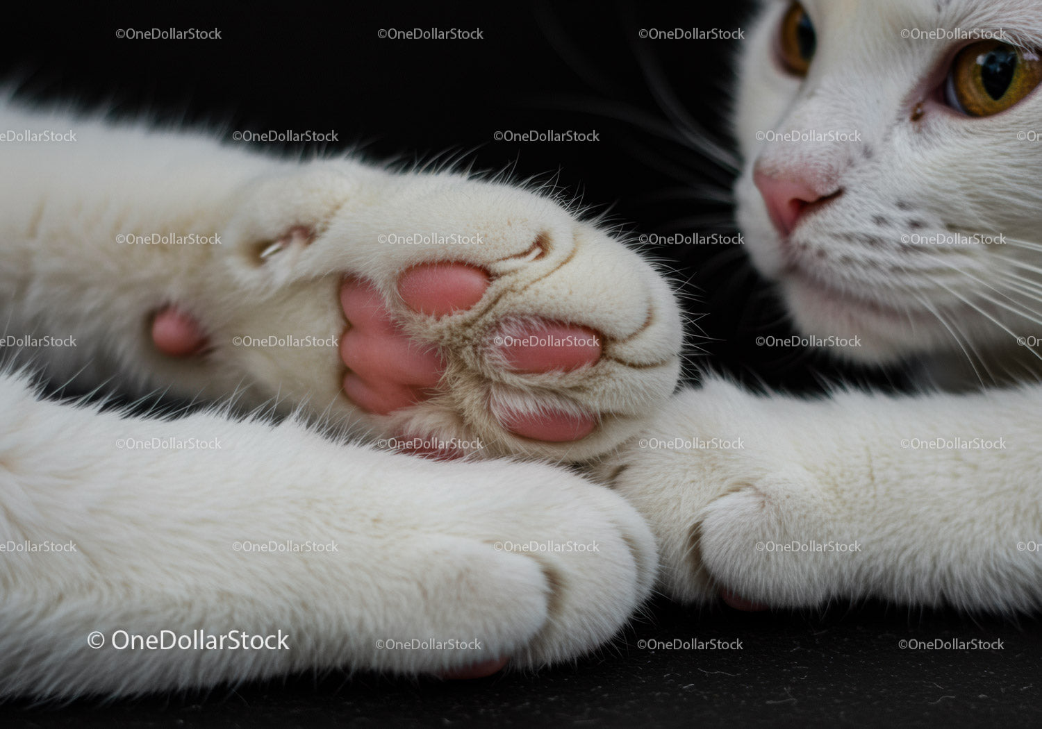 Close up of white cat paws with pink pads