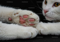 Close up of white cat paws with pink pads