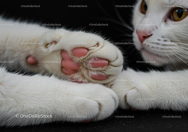 Close up of white cat paws with pink pads