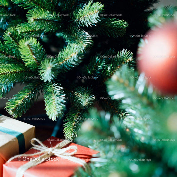 Wrapped Christmas Gifts Under Fresh Pine Tree Branches