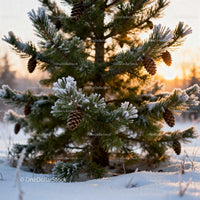 Pine tree branches with snow and cones at sunset