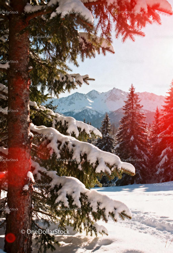 Snow covered evergreen trees with mountain backdrop