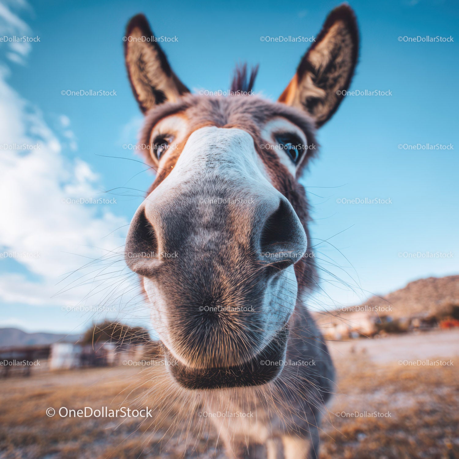 Close-Up of Brown Donkey's Face with Blue Sky Background