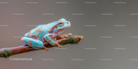 Vibrant Blue and Green Poison Dart Frog on Mossy Branch in Rainforest