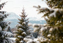 Snow-covered pine trees with mountain backdrop