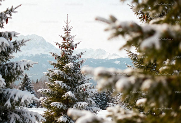 Snow-covered pine trees with mountain backdrop