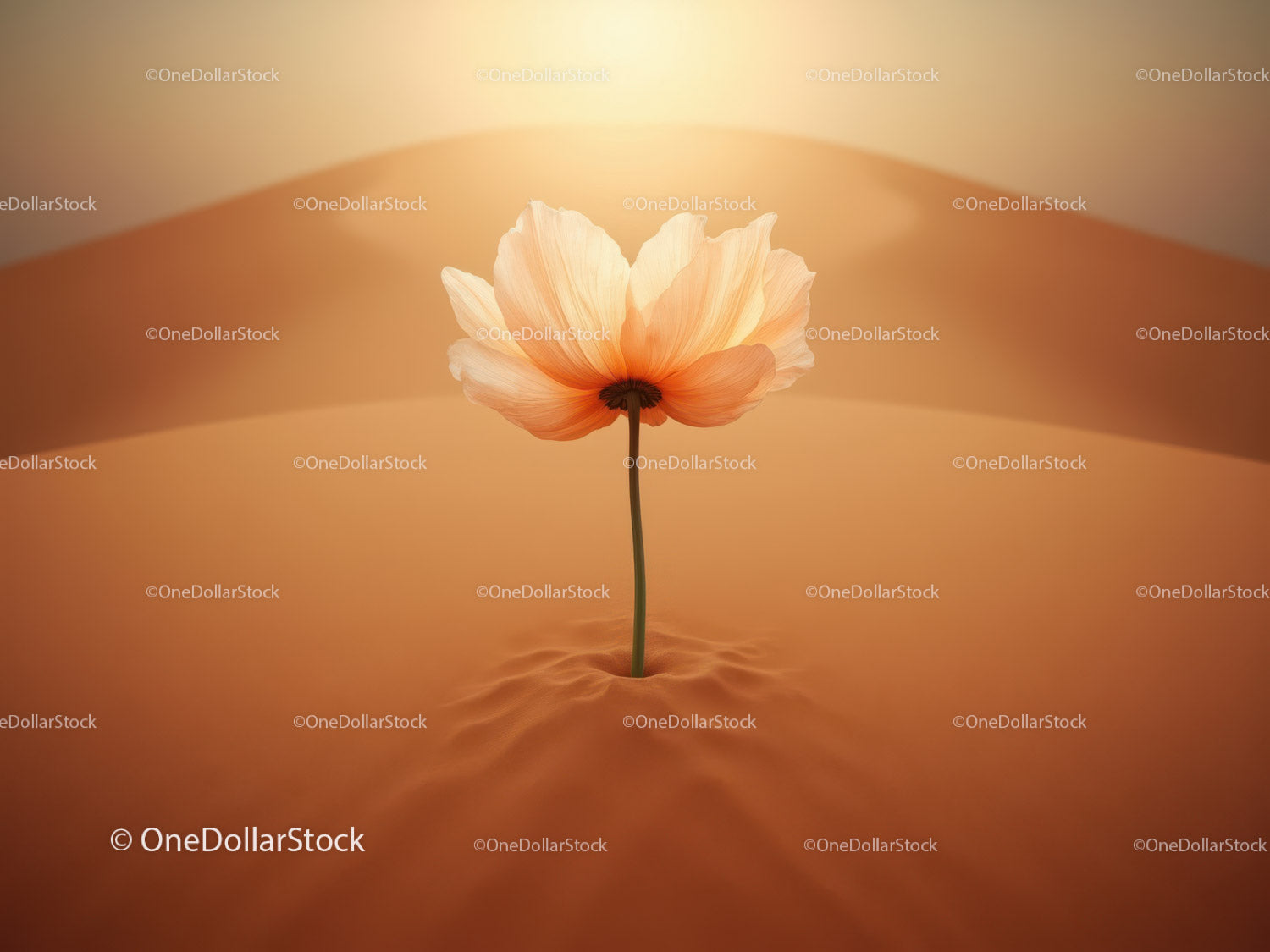 Delicate flower blooming in vast desert sand dunes