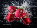 Fresh Red Radishes Splashing in Water for Healthy Food Concept