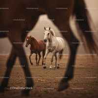 Majestic Herd of Brown Horses Running in Sunset Landscape