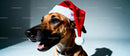Dog Wearing Santa Hat with Happy Expression