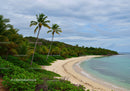 Tropical Beach with Palm Trees and Calm Ocean Shoreline