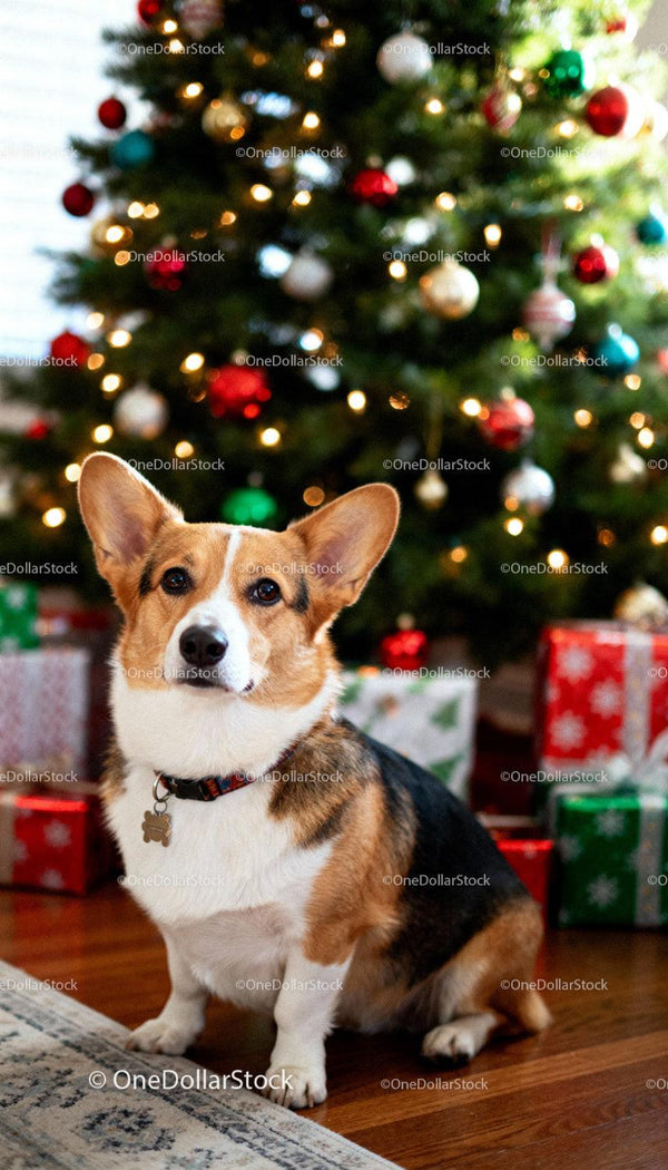 Uroczy Corgi Siedzący Spokojnie Przy Choince