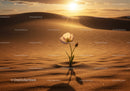 Delicate blossom growing in vast desert sand dunes