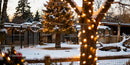 Winter Deer Habitat with Festive Christmas Tree Lights
