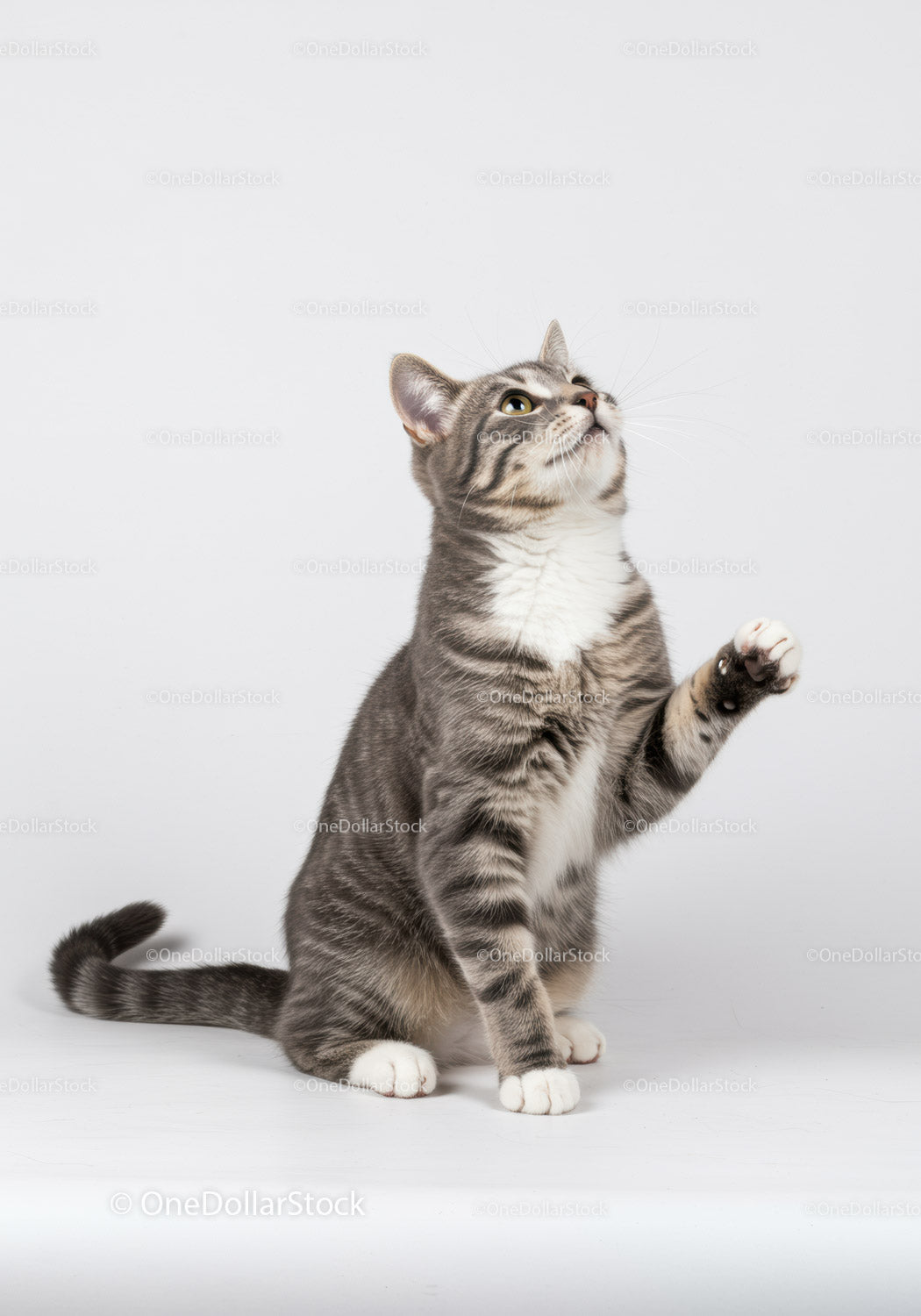 Playful tabby cat raising paw against white background