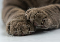 Close up of relaxed cat paws with extended claws